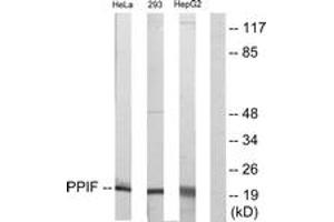 Western blot analysis of extracts from HepG2/HeLa/293 cells, using PPIF Antibody. (PPIF antibody  (AA 86-135))