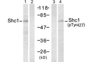 Western blot analysis of extracts from 293 cells, using Shc1 (Ab-427) antibody (E021317, Lane 1 and 2) and Shc1 (Phospho-Tyr427) antibody (E011317, Lane 3 and 4). (SHC1 antibody  (pTyr427))