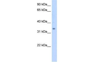 SC4MOL antibody used at 5 ug/ml to detect target protein. (SC4MOL antibody  (N-Term))