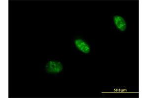 Immunofluorescence of purified MaxPab antibody to PRAF1 on HeLa cell. (POLR1E antibody  (AA 1-419))