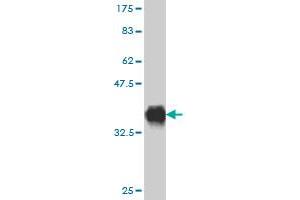 Western Blot detection against Immunogen (36. (RAB36 antibody  (AA 234-333))
