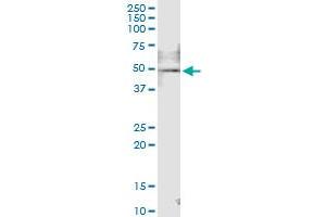 Immunoprecipitation of RBMS1 transfected lysate using anti-RBMS1 MaxPab rabbit polyclonal antibody and Protein A Magnetic Bead , and immunoblotted with RBMS1 purified MaxPab mouse polyclonal antibody (B01P) . (RBMS1 antibody  (AA 1-406))