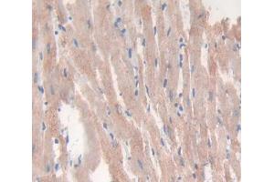 IHC-P analysis of Mouse Tissue, with DAB staining. (VEGFB antibody  (AA 21-207))