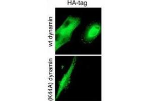 GTPase activity of Dynamin-2 is required for endocytosis of cell-surface tTG. (HA-Tag antibody)