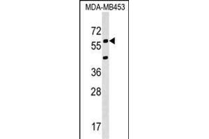 KCNS3 Antibody (N-term) (ABIN1538821 and ABIN2848962) western blot analysis in MDA-M cell line lysates (35 μg/lane).