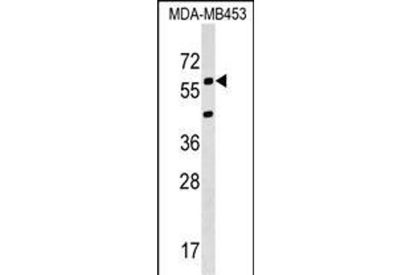 KCNS3 antibody  (N-Term)