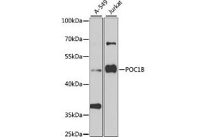 Western blot analysis of extracts of various cell lines, using POC1B antibody (ABIN6132854, ABIN6145868, ABIN6145869 and ABIN6223533) at 1:1000 dilution. (POC1B antibody  (AA 299-478))
