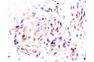 Human pancreas tissue was stained by Anti-Neuronostatin-13 (H,P) Antibody (Neuronostatin-13 antibody)
