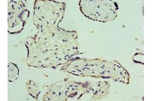 Immunohistochemistry of paraffin-embedded human placenta tissue using ABIN7159927 at dilution of 1:100