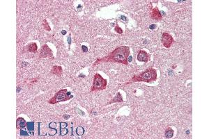 ABIN335142 (5µg/ml) staining of paraffin embedded Human Cortex. (PLAAT3 (N-Term) antibody)