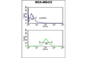 Flow cytometric analysis of MDA-MB435 cells using NARFL Antibody (Center) Cat. (NARFL antibody  (Middle Region))