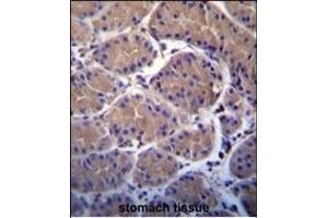 USP20 Antibody (C-term) (ABIN388910 and ABIN2839192) immunohistochemistry analysis in formalin fixed and paraffin embedded human stomach tissue followed by peroxidase conjugation of the secondary antibody and DAB staining. (USP20 antibody  (C-Term))