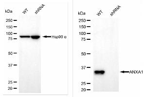 Western blotting analysis using annexin A1 antibody (ABIN7797613).