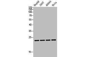Western blot analysis of HepG2 293T AD293 Hela lysis using TDGF1P3 antibody. (Cripto-3 antibody  (Internal Region))