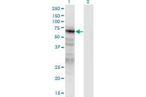 Western Blot analysis of PANX2 expression in transfected 293T cell line by PANX2 monoclonal antibody (M02), clone 2B11. (Pannexin 2 antibody  (AA 133-219))