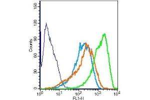 RSC996 cells probed with Rabbit Anti-MAPKAP Kinase 2 Polyclonal Antibody . (MAPKAP Kinase 2 antibody  (AA 301-400))