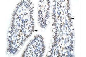 Image no. 1 for anti-Splicing Factor Proline/glutamine-Ric (SFPQ) (AA 191-240) antibody (ABIN203277) (SFPQ antibody  (AA 191-240))