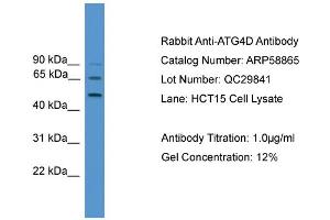 WB Suggested Anti-ATG4D  Antibody Titration: 0. (ATG4D antibody  (Middle Region))