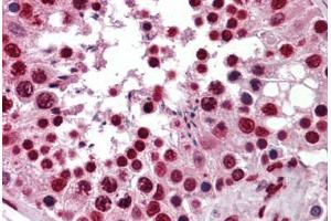 Human Testis: Formalin-Fixed, Paraffin-Embedded (FFPE) (KHSRP antibody  (AA 151-240))