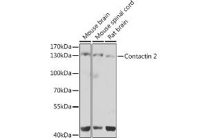 Western blot analysis of extracts of various cell lines, using Contactin 2 antibody (ABIN6131378, ABIN6138801, ABIN6138802 and ABIN6223677) at 1:1000 dilution. (CNTN2 antibody  (AA 785-1012))