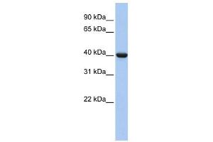 GNAI2 antibody used at 1 ug/ml to detect target protein.