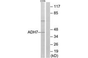 Western blot analysis of extracts from COS7 cells, using ADH7 Antibody. (ADH7 antibody  (AA 211-260))