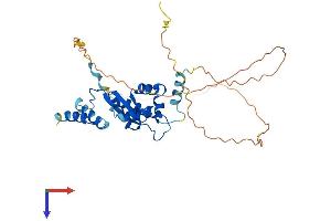 KH Domain Containing, RNA Binding, Signal Transduction Associated 3 (KHDRBS3) (AA 1-346) protein (His tag)