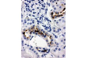 Anti-Kallikrein 1 antibody, IHC(P) IHC(P): Rat Kidney Tissue (Kallikrein 1 antibody  (C-Term))