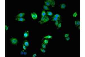 Immunofluorescent analysis of HepG2 cells using ABIN7168891 at dilution of 1:100 and Alexa Fluor 488-congugated AffiniPure Goat Anti-Rabbit IgG(H+L) (SERINC1 antibody  (AA 331-387))