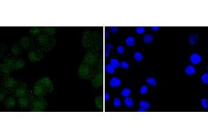 N2A cells were stained with Oct 4 (2D5) Monoclonal Antibody  at [1:200] incubated overnight at 4C, followed by secondary antibody incubation, DAPI staining of the nuclei and detection. (OCT4 antibody)