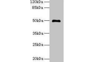 Western blot All lanes: ADAL antibody at 6 μg/mL + Mouse kidney tissue Secondary Goat polyclonal to rabbit IgG at 1/10000 dilution Predicted band size: 41, 31, 38 kDa Observed band size: 50 kDa (ADAL antibody  (AA 1-267))