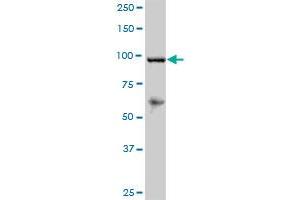 RECK MaxPab polyclonal antibody. (RECK antibody  (AA 1-971))