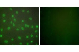 Peptide - +Immunofluorescence analysis of NIH/3T3 cells, using HDAC1 antibody (#C0221). (HDAC1 antibody)