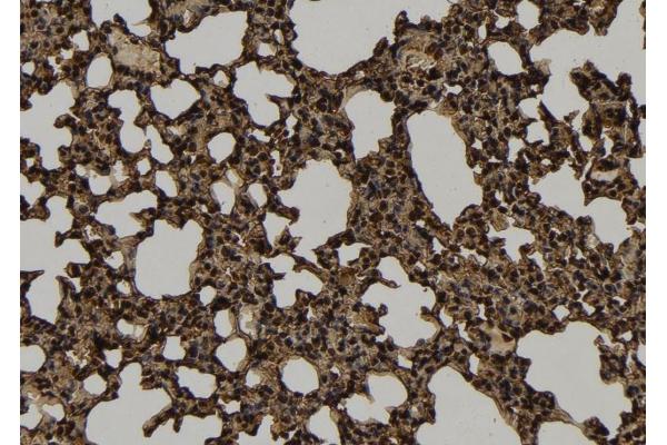 KIF4B antibody  (C-Term)
