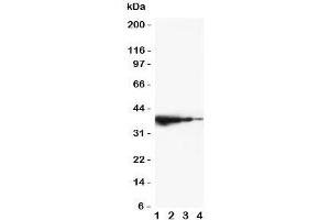 Western blot testing of TRIF antibody and mouse recombinant protein, 37. (TICAM1 antibody  (C-Term))