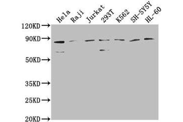 ZRANB1 antibody  (AA 111-397)