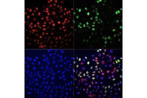 Immunofluorescence analysis of HeLa cells using BrdU antibody (Green)(ABIN2650900) and TriMethyl-Histone H3-K27 antibody (Red)(A2363). (BrdU antibody)