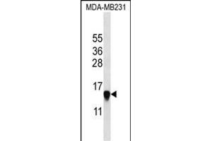 HIST2H2 Antibody (N-term) (ABIN657623 and ABIN2846619) western blot analysis in MDA-M cell line lysates (35 μg/lane). (HIST2H2AA3 antibody  (N-Term))