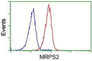 Image no. 5 for anti-Mitochondrial Ribosomal Protein S2 (MRPS2) antibody (ABIN1499562) (MRPS2 antibody)