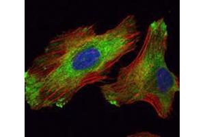 Immunofluorescence analysis of Hela cells using WIF1 mouse mAb (green). (WIF1 antibody)