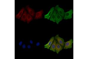 ABIN6257698 and ABIN6274605 staining Hela cells by IF/ICC. (Cadherin 8 antibody  (Internal Region))