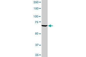 TBX3 antibody  (AA 311-410)