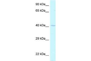 WB Suggested Anti-Hoxa2 Antibody Titration: 1. (HOXA2 antibody  (N-Term))