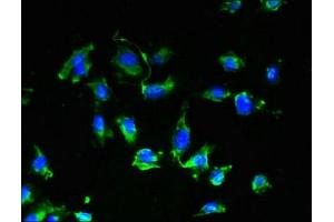 Immunofluorescent analysis of U251 cells using ABIN7175089 at dilution of 1:100 and Alexa Fluor 488-congugated AffiniPure Goat Anti-Rabbit IgG(H+L) (GPR17 antibody  (AA 1-36))