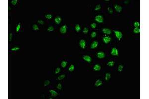 Immunofluorescence staining of Hela cells with ABIN7165783 at 1:66, counter-stained with DAPI. (MRO antibody  (AA 12-85))