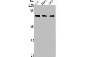 Western Blot analysis of 293 K562 COS cells using Netrin-1 Polyclonal Antibody (Netrin 1 antibody  (C-Term))