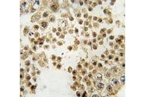 IHC analysis of FFPE human testis tissue stained with Parkin antibody (Parkin antibody  (AA 387-417))