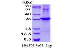 Image no. 1 for Kallikrein 7 (KLK7) protein (His tag) (ABIN1098690) (Kallikrein 7 Protein (KLK7) (His tag))