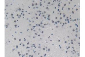 DAB staining on IHC-P; Samples: Mouse Brain Tissue (PHLDA2 antibody  (AA 9-140))