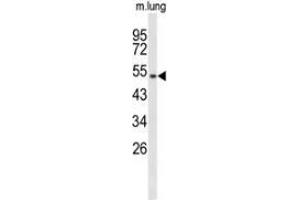 Western blot analysis of MUTYH (arrow) in mouse lung tissue lysates (35ug/lane) using MUTYH (MUTYH antibody  (Middle Region))